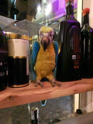 The Wine Bar, Sant'Agnello