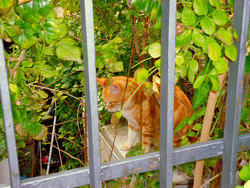 Marina Piccola, Sorrento